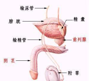 前列腺结构图示